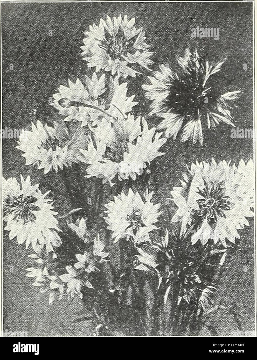 . Currie's garden annual : spring 1934 59th year. Flowers Seeds Catalogs; Bulbs (Plants) Seeds Catalogs; Vegetables Seeds Catalogs; Nurseries (Horticulture) Catalogs; Plants, Ornamental Catalogs; Gardening Equipment and supplies Catalogs. Page 18 CURRIE BROTHERS CO., MILWAUKEE, WIS,. CHERIANTHUS ALLIONI (Siberian Wallflower)—A fine variety of hardy Wall- flower, used mostly as an annual having bright orange-colored flowers with dark green foliage; a splendid rock plant. Seeds, Pkt., 10c LINIFOLIUS (Alpine Wallflower)—Forms compact plants about 9 inches high with numerous small spikes of bright Stock Photo