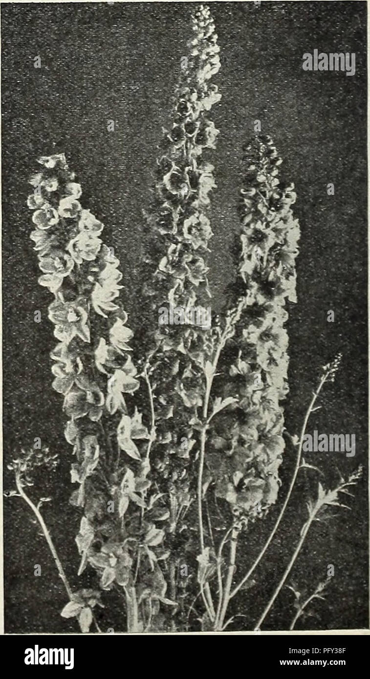 . Currie's garden annual : spring 1931 56th year. Flowers Seeds Catalogs; Bulbs (Plants) Seeds Catalogs; Vegetables Seeds Catalogs; Nurseries (Horticulture) Catalogs; Plants, Ornamental Catalogs; Gardening Equipment and supplies Catalogs. Lavatera Splendens. ANNUAL LARKSPURS This is one of the best known garden flowers, and in recent years a vast improvement has been effected, by careful selection in sizo and color of the blossoms and the general habit of the plant. Seeds sown in the open ground before the close of April will produce flowering plants by the beginning of July, and give a contin Stock Photo