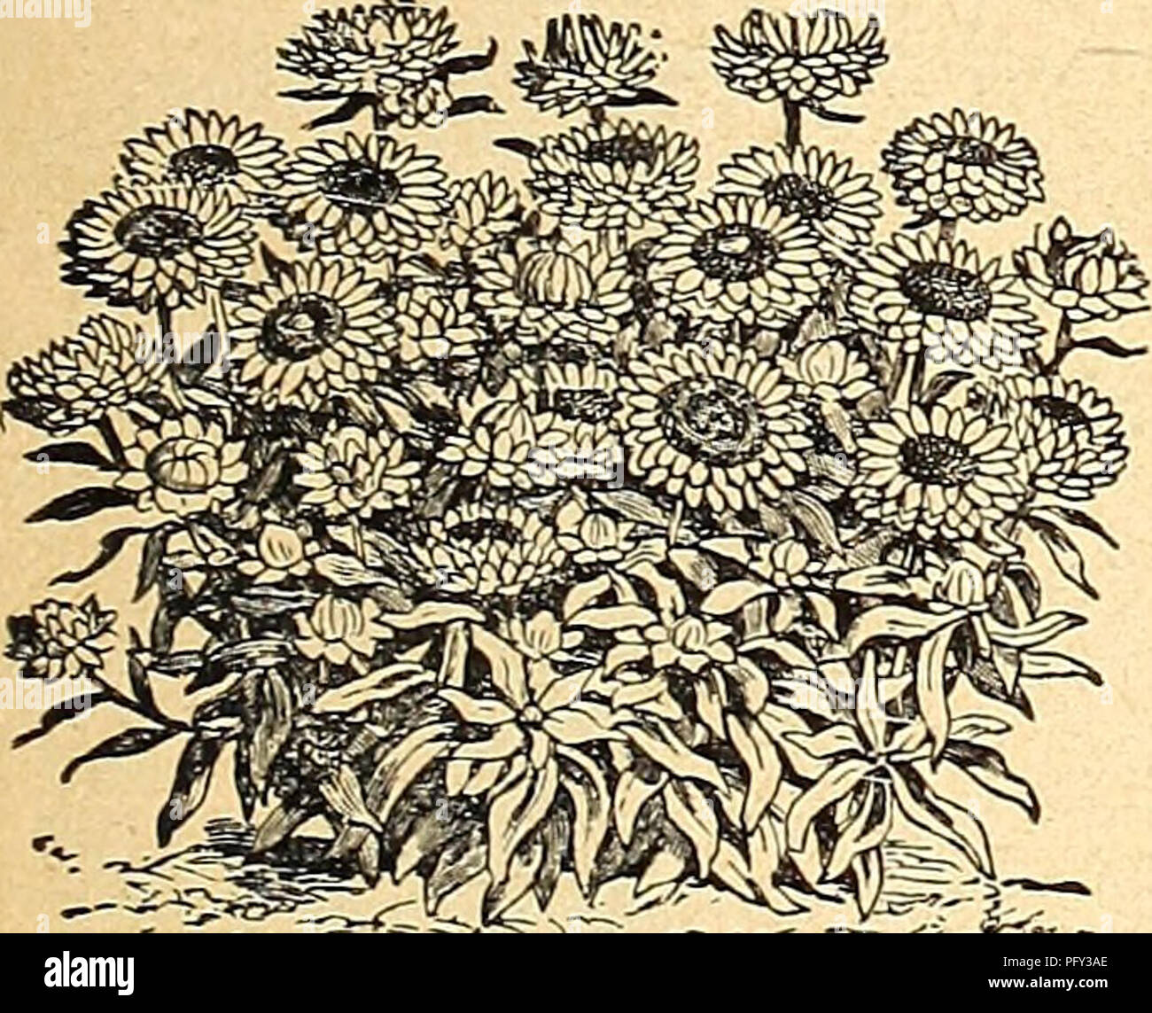 African daisy seeds hires stock photography and images Alamy