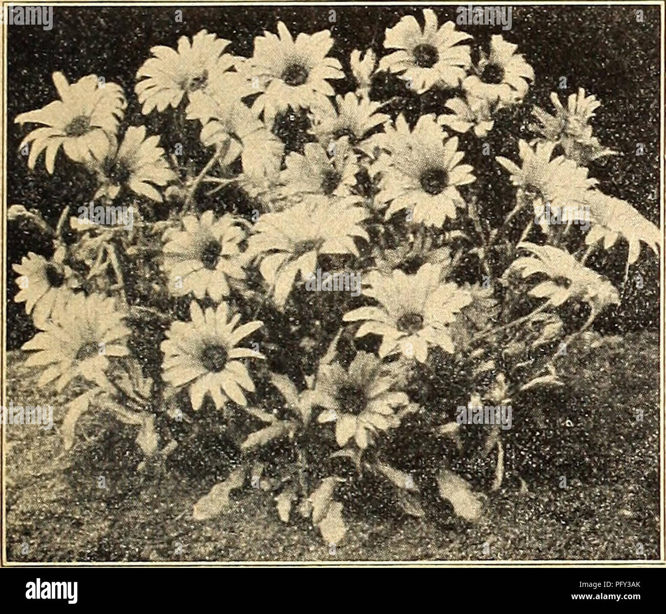 African daisy seeds hires stock photography and images Alamy