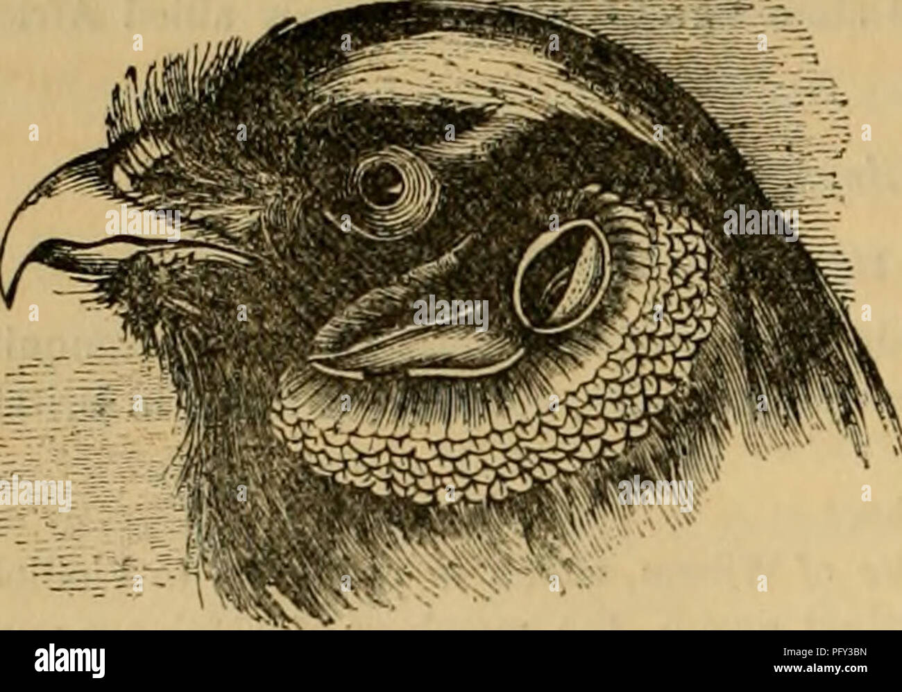 Cuvier's animal kingdom : arranged according to its organization. Animals. 172 AVES.. Fig. "7 —Kar of Harric There are only three species in France, which have been multiplied by the nomenclators Cuvier's animal kingdom : arranged according to its organization. Animals. 172 AVES.. Fig. "7 —Kar of Harric There are only three species in France, which have been multiplied by the nomenclators