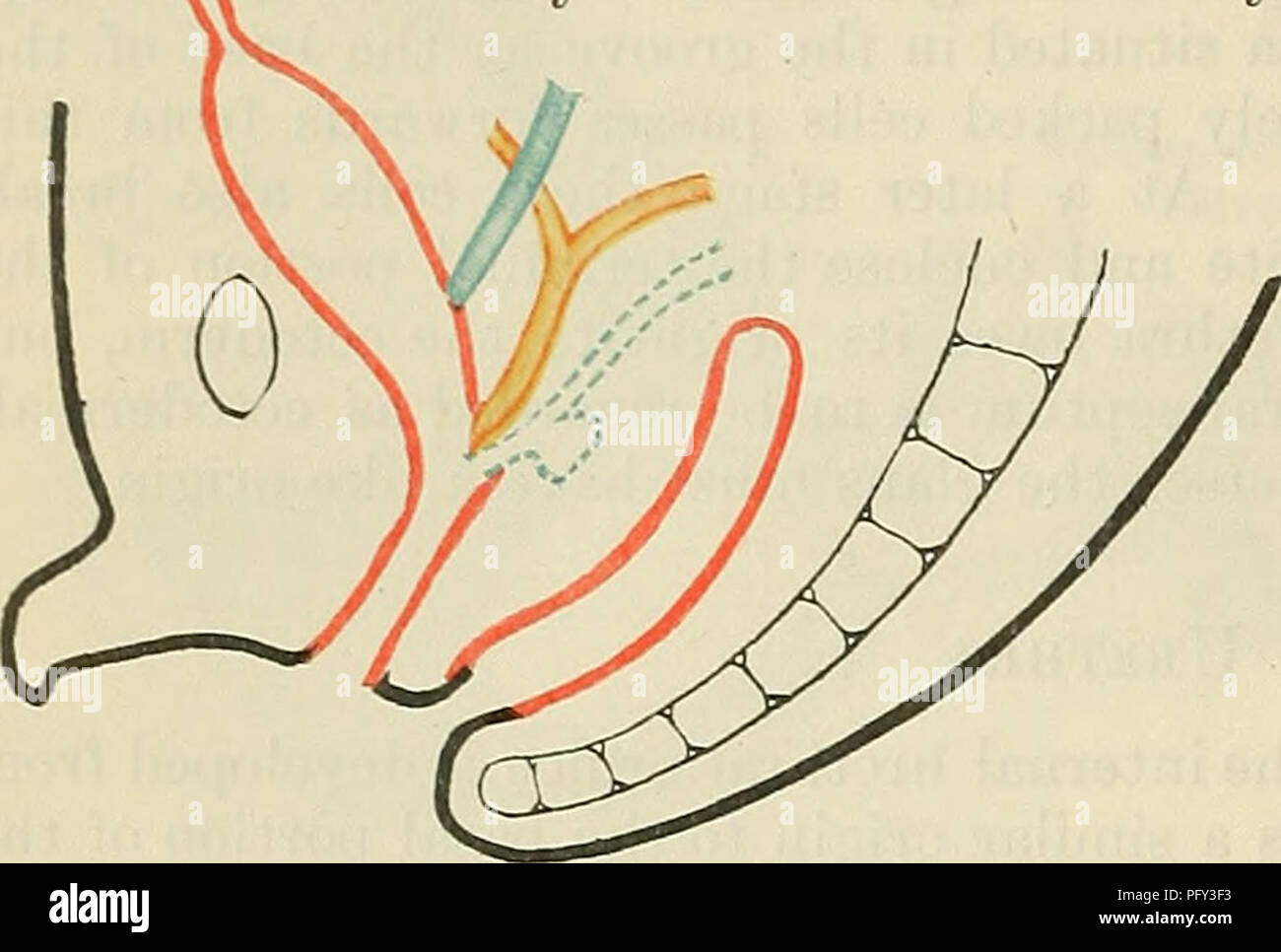 . Cunningham's Text-book of anatomy. Anatomy. 1334 THE URINO-GENITAL SYSTEM. secondarily with the ductuli efferentes which are derived from the tubules of the rrieso- nephros, and thus the mesonephric or Wolffian duct becomes the passage for the secretion of the testis. In the female large epithelial cells are found in the stroma of the developing ovary, beneath the germinal epithelium, as early as the thirty-third day. These primitive ova are much more numerous than the primitive sperm cells of the male, and form a very characteristic feature of the developing ovary. At first they lie isolate Stock Photo