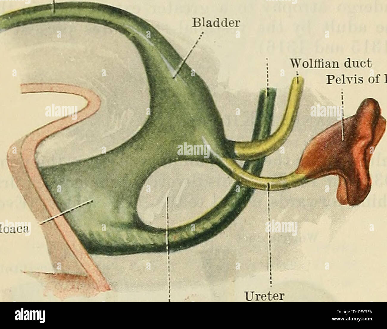 . Cunningham's Textbook of anatomy. Anatomy. 1332 THE UEINOGENITAL