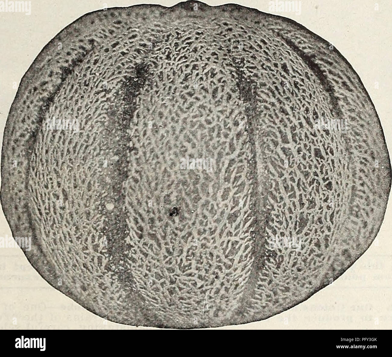 . Currie's farm and garden annual : spring 1914. Flowers Seeds Catalogs; Bulbs (Plants) Seeds Catalogs; Vegetables Seeds Catalogs; Nurseries (Horticulture) Catalogs; Plants, Ornamental Catalogs; Gardening Equipment and supplies Catalogs. PAUL ROSE. MUSKMELONS. CURR-IE'S SELECTED PAUL ROSE, or PetoskeyâThe result of a cross between the well-known Osage and Netted Gem. It combines the sweetness of the Osage with the fine netting of the Gem. Added to this, the firmness of the rind, heavy texture of flesh and small seed cavity makes it a most desir- able market growers' Melon. Flesh salmon. Pkt. 5 Stock Photo