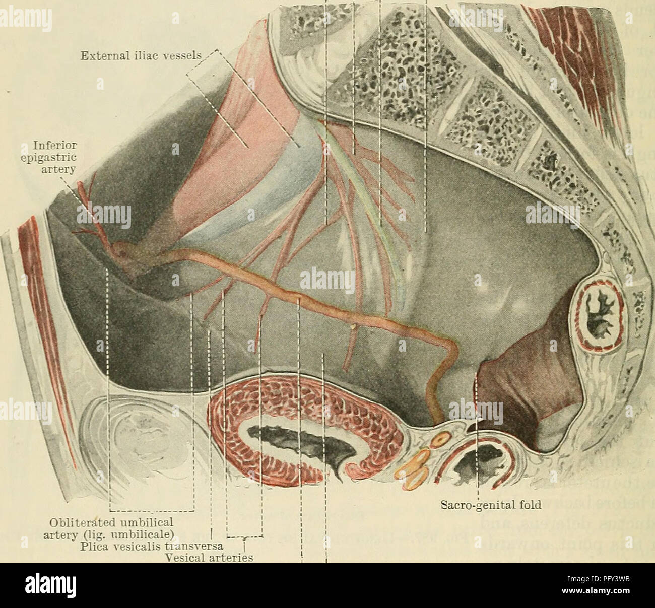 Quite Distensible . Cunningham's Text-book of anatomy. Anatomy. 1270 THE UEINO-GEXITAL ...