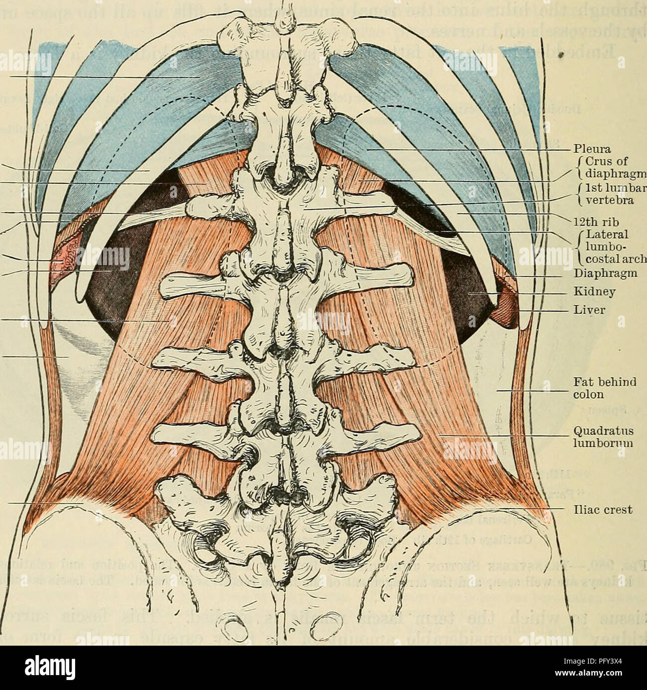 . Cunningham's Textbook of anatomy. Anatomy. 1260 THE UKINOGENITAL SYSTEM. the renal fascia by