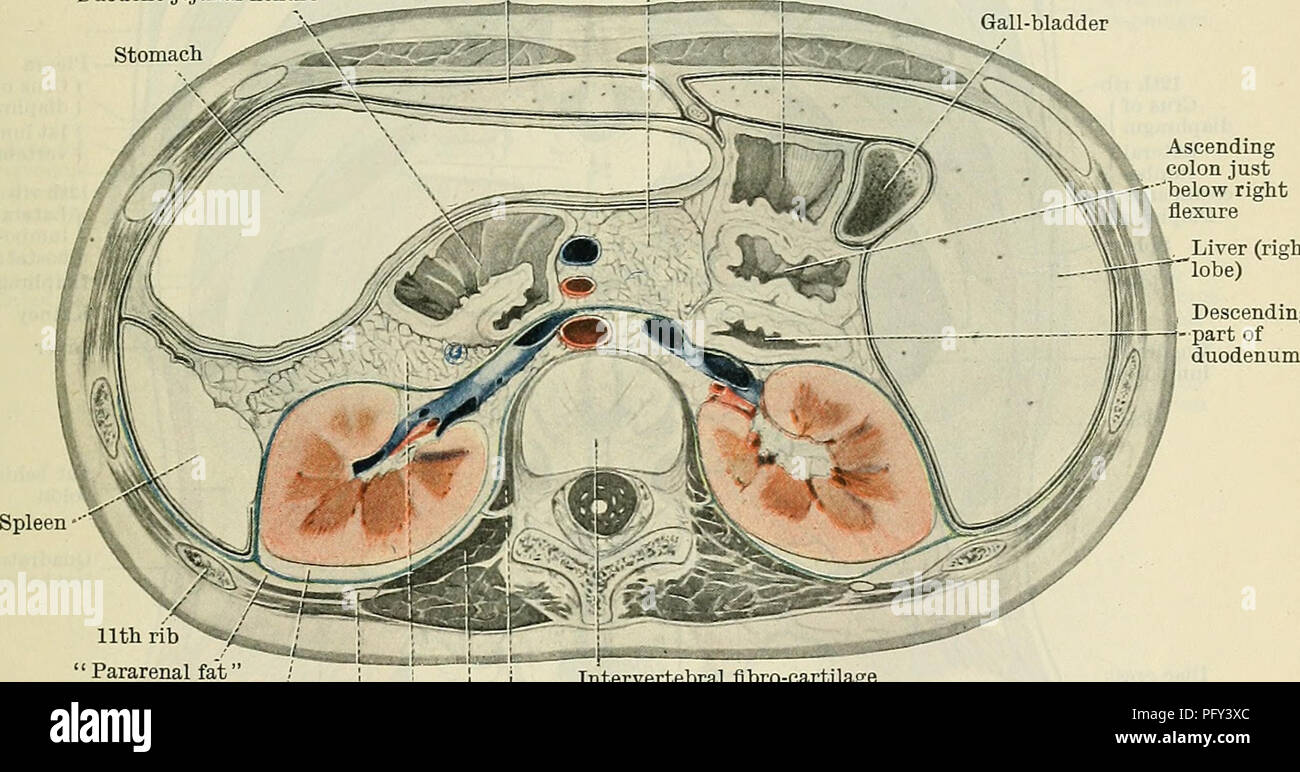 . Cunningham's Textbook of anatomy. Anatomy. THE KIDNEYS. 1259 as a