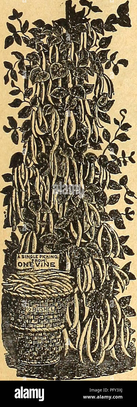 Lima bean farm hi-res stock photography and images - Alamy