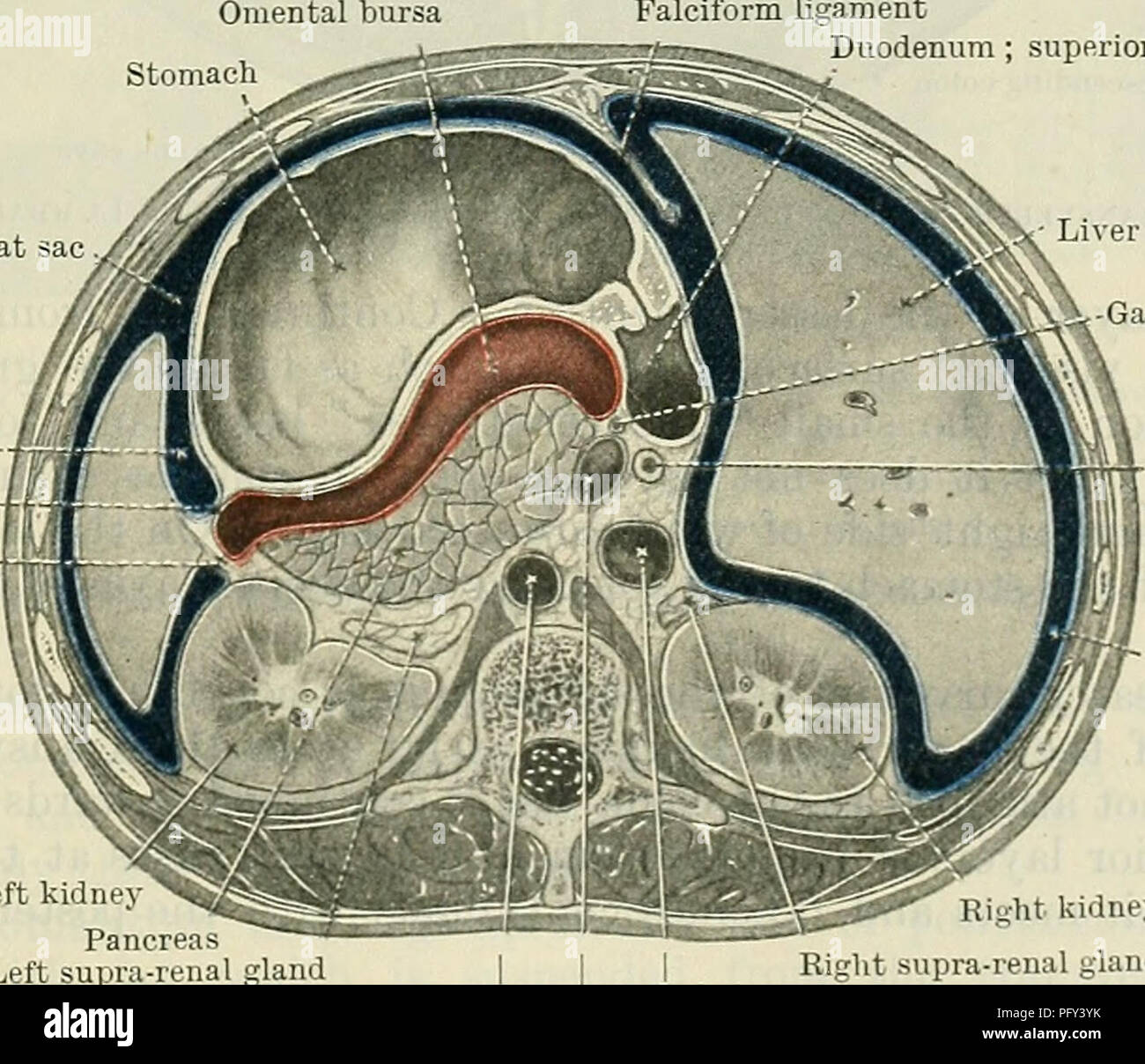 Cunningham's Text-book of anatomy. Anatomy. -l-Epiploic foramen Left kidney  Diaphragm Right kidney Inferior vena cava Fig. 966.âTransverse Section of  Abdomen at level of Epiploic Fobamen. the liver. And Mow, lies the