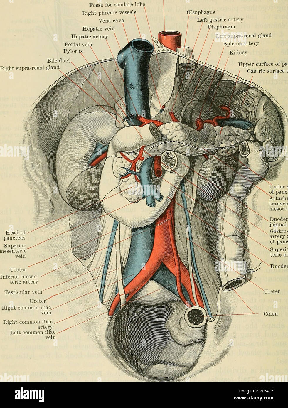. Cunningham's Text-book of anatomy. Anatomy. 1204 THE DIGESTIVE SYSTEM. expressed as follows :-The head (Fig. 946) lies in the concavity of the duodenum, with the vena cava inferior and abdominal aorta behind it; the body crosses the Aorta Fossa for caudate lobe Right phrenic vessels Vena cava Hepatic vein Hepatic arte Portal vei Pylor Bile-duct Right supra-renal gland^ (Esophagus Left gastric artery diaphragm Left supra-renal gland Splenic artery Kidney Upper surface of pancreas / Gastric surface of spleen. Testicular vein Ureter&quot; Right common iliac Right common iliac artery Left common Stock Photo