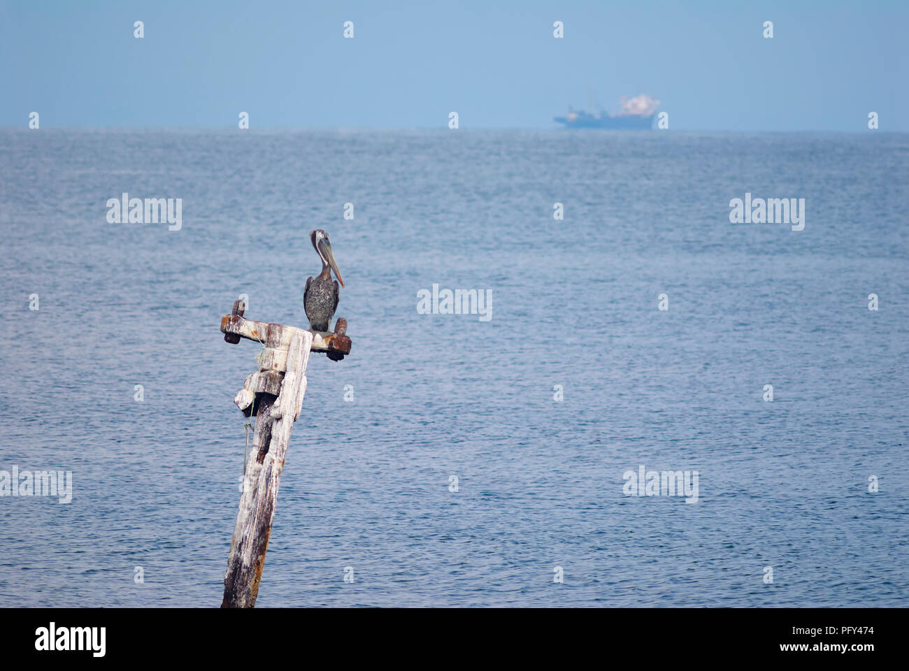 A brown pelican (Pelecanidae) and an oil tanker at sea Stock Photo