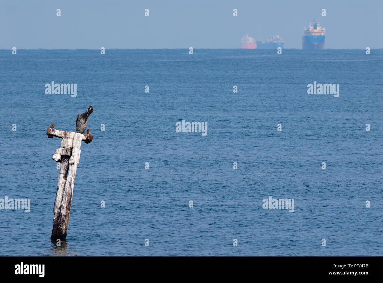 A brown pelican (Pelecanidae) and three oil tankers at sea Stock Photo