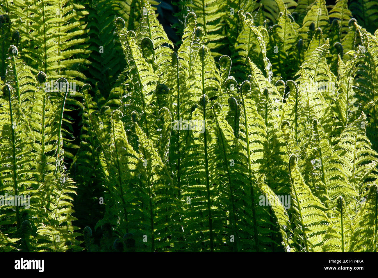 Matteuccia Struthiopteris (Shuttlecock Fern or Ostrich Fern Stock Photo ...