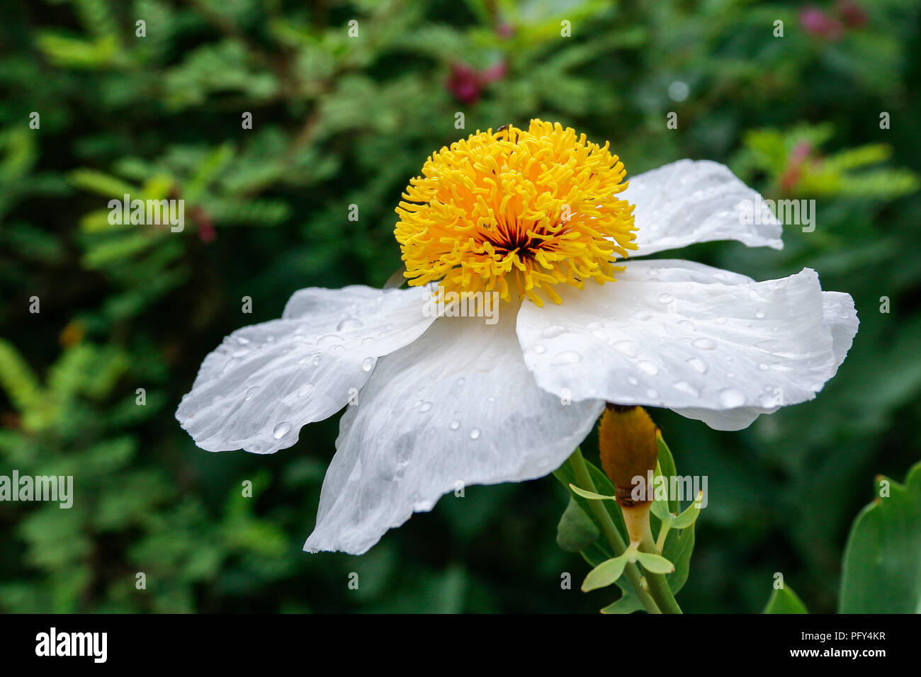 Close up of single flower of Romneya Coulteri (California Tree Poppy) Stock Photo