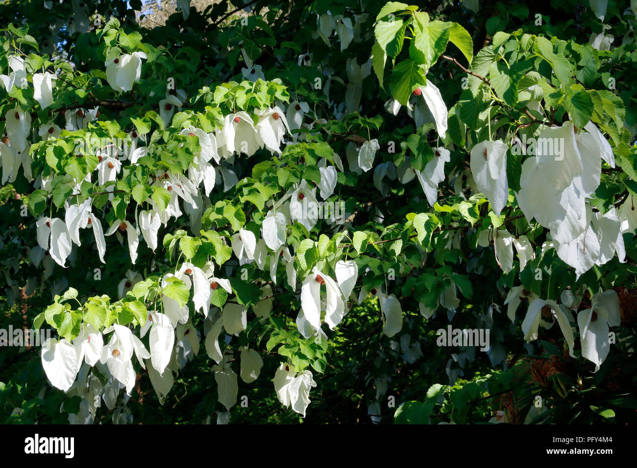 White bracts or leaves of Davidia Involucrata, commonly known as the ghost tree, handkerchief tree or dove tree Stock Photo