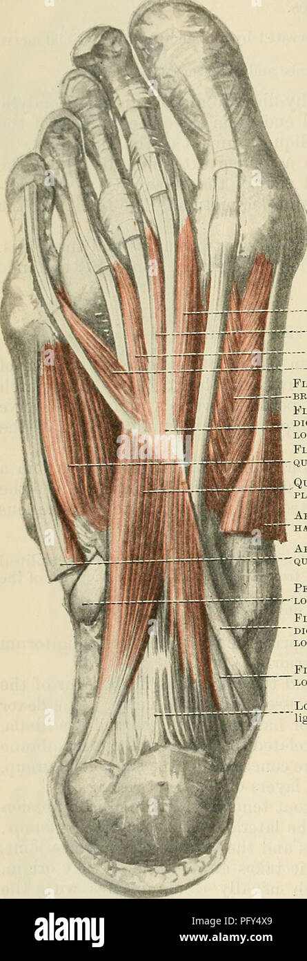 . Cunningham's Text-book of anatomy. Anatomy. 430 THE MUSCULAE SYSTEM. M. Flexor Digitorum Longus.—-The flexor digitorum longus occupies both the back of the leg and the sole of the foot. Its origin is by fleshy fibres from the posterior surface of the shaft of the tibia in its middle three-fifths, distal to the oblique line, medial to the vertical line and the origin of the tibialis posterior, from the fascia over it, and from an intermuscular septum on each side (Fig. 384, p. 428). Its tendon, after crossing obliquely over the tendon of the tibialis posterior, passes beneath the ligamentum l Stock Photo