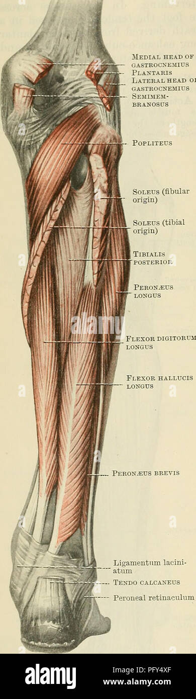 The Legs Anatomy And Different Muscle Groups - Blog Eric Favre UK