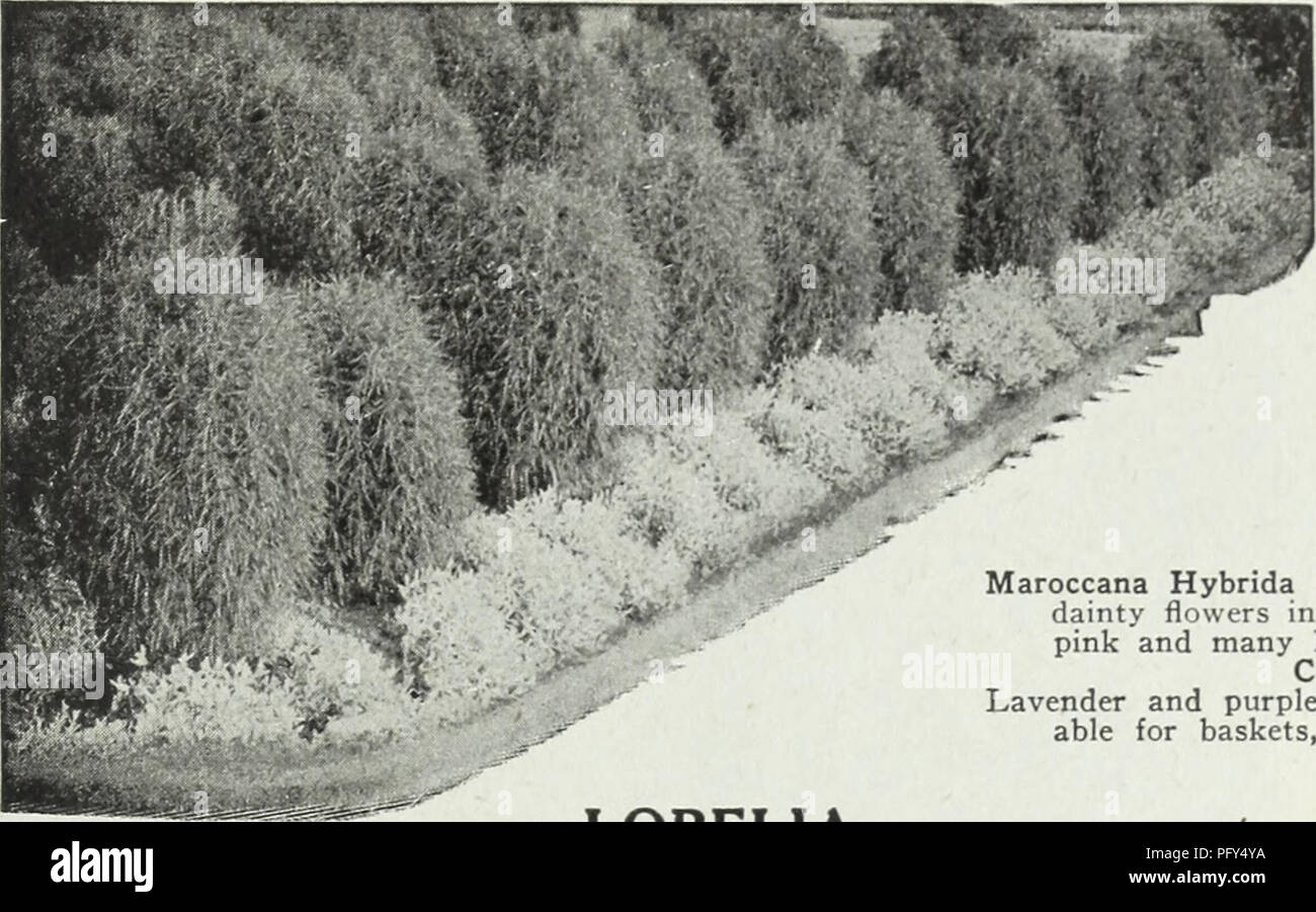 . Currie's farm and garden annual : spring 1930. Flowers Seeds Catalogs; Bulbs (Plants) Seeds Catalogs; Vegetables Seeds Catalogs; Nurseries (Horticulture) Catalogs; Plants, Ornamental Catalogs; Gardening Equipment and supplies Catalogs. 4 Currie's Seed Store, Milwaukee, Wisconsin &gt;. KOCHIA (SUMMER CYPRESS OR BURNING BUSH) Trichophylla—An easily grown annual, which, sown thinly in spring, soon forms a cypress-like hedge of the most lively green and of perfect symmetry; by midsummer it attains a height of about 3 feet, and on the approach of autumn the whole plant becomes a deep red; a splen Stock Photo