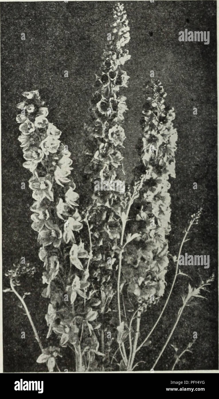 . Currie's farm and garden annual : spring 1930. Flowers Seeds Catalogs; Bulbs (Plants) Seeds Catalogs; Vegetables Seeds Catalogs; Nurseries (Horticulture) Catalogs; Plants, Ornamental Catalogs; Gardening Equipment and supplies Catalogs. Lavatera Splendens. ANNUAL LARKSPURS This is one of the best known garden flowers, and in recent years a vast improvement has been effected, by careful selection in size and color of the blossoms and the general Habit of the plant. Seeds sown in the open ground before the close of April will produce flowering plants by the beginning of July, and give a continu Stock Photo