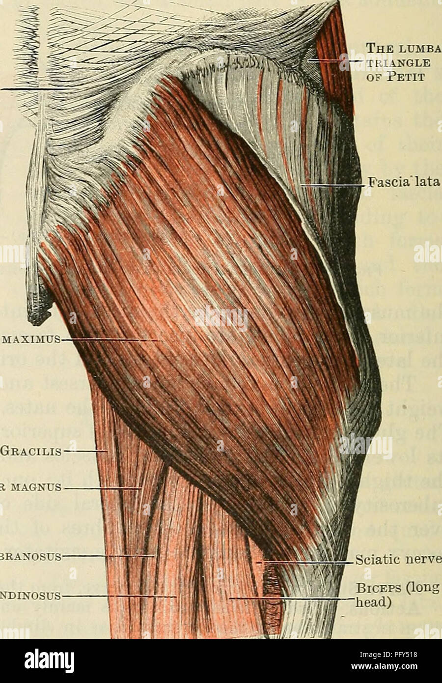 . Cunningham's Text-book of anatomy. Anatomy. and the dorsum ilii just lateral to the superior anterior spine, and from the fascia covering its lateral surface (Fig. 369, p. 415). Invested like the gluteus maximus by the fascia lata, it is inserted distal to the level of the us and greater trochanter of the femur into the fascia, which forms the ilio-tibial tract (p. 404). The muscle is placed along the an- terior borders of the gluteus medius and gluteus minimus. Gluteus maximus (insertion) Adductor magnus (insertion) Adductor brevis (insertion) Pectineus (insertion) Vastus medialis (origin)  Stock Photo