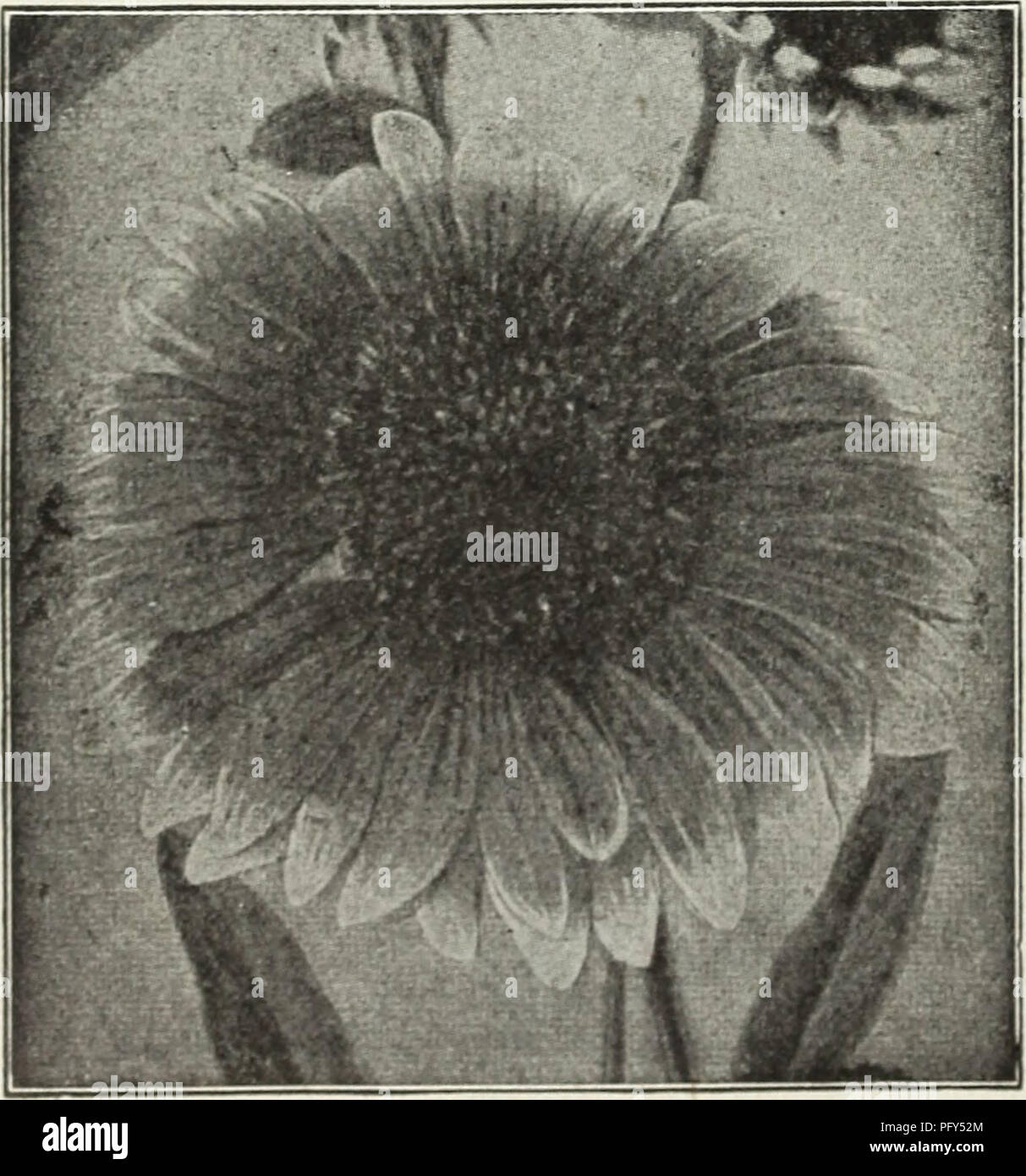 Currie's 1930 catalog offers a wide range of seeds, including flowering