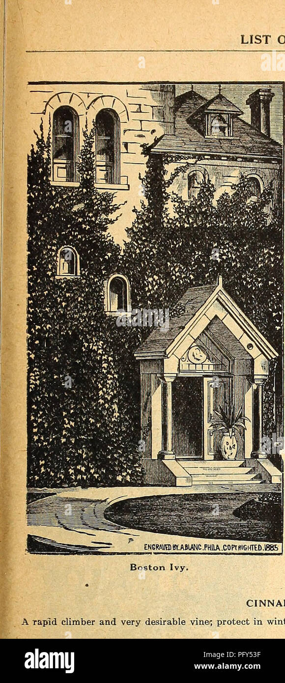 . Currie's farm and garden annual : spring 1918 43rd year. Flowers Seeds Catalogs; Bulbs (Plants) Seeds Catalogs; Vegetables Seeds Catalogs; Nurseries (Horticulture) Catalogs; Plants, Ornamental Catalogs; Gardening Equipment and supplies Catalogs. LIST OF HARDYtCLIMBING VINES FOR 1918. 85 HARDY CLIMBING PLANTS AMPELOPSIS A. Veitchii (Boston Ivy)—This beautiful climbing plant of Japanese origin is a variety of the Virginia Creeper, but very slender and clings very closely to brick and stone work, rapidly attaining a height of even 50 feet. The leaves are small purplish green in summer, changing Stock Photo