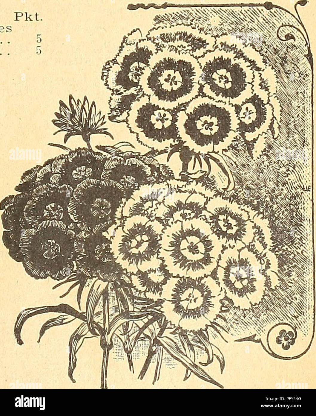 . Currie's farm and garden annual : spring 1920 45th year. Flowers Seeds Catalogs; Bulbs (Plants) Seeds Catalogs; Vegetables Seeds Catalogs; Nurseries (Horticulture) Catalogs; Plants, Ornamental Catalogs; Gardening Equipment and supplies Catalogs. Schizanthus. Senbins:) or Mourning Bride. DOUBLE SUNFLOWERS. Pkt. Californieus—Extra large, double, 5 feet. Oz. 20c 5 Chrysanthemum-Flowered—A magnificent Sunflower. The flowers are a deep orange color, very double and slightly fringed, produced on long stems. Oz. 20c 5 Globosus Fistulosus—Flowers very large and globular, of a bright, rich saffron co Stock Photo