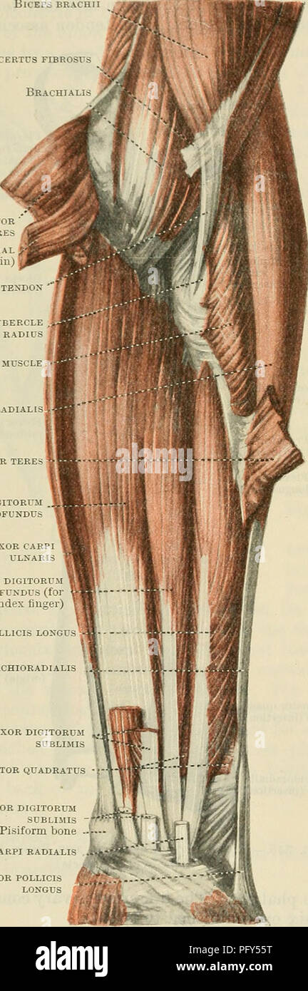 . Cunningham's Text-book of anatomy. Anatomy. 590 THE MUSCULAK SYSTEM. Biceps braci L.ACERTCS FIBROSr (by their attachment to the extensor tendons) as extensors of the fingers, acting on both inter- phalangeal joints. M. Flexor Pollicis Longus.—The flexor pollicis longus arises beneath the flexor digitorum sublimis by fleshy fibres from the volar surface of the shaft of the radius in its middle two- fourths, and from a corresponding portion of the interosseous mem- brane. It has an additional origin occasionally from the medial border of the coronoid process of the ulna (Fig. 348, p. 389). Its Stock Photo