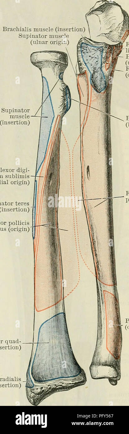 . Cunningham's Text-book of anatomy. Anatomy. MUSCLES ON ANTEEIOE AND MEDIAL ASPECTS OF FOEEAEM. 389 Brachialis muscle (insertion)  Supinator muscle (ulnar origin) Flexor digitorum sub- limis (ulnar origin) Pronator teres (ulnar origin) Flexor poflicis longus (occasional origin) Biceps brachii (insertion) Flexor digi- torum sublimis (radial origin) Pronator teres • (insertion) Flexor pollicis longus (origin) Flexor digitorum profundus (origin) process. It arises laterally from the medial half of the interosseous membrane in its middle third (Figs. 348, p. 389, and 349, p. 390), and medially f Stock Photo