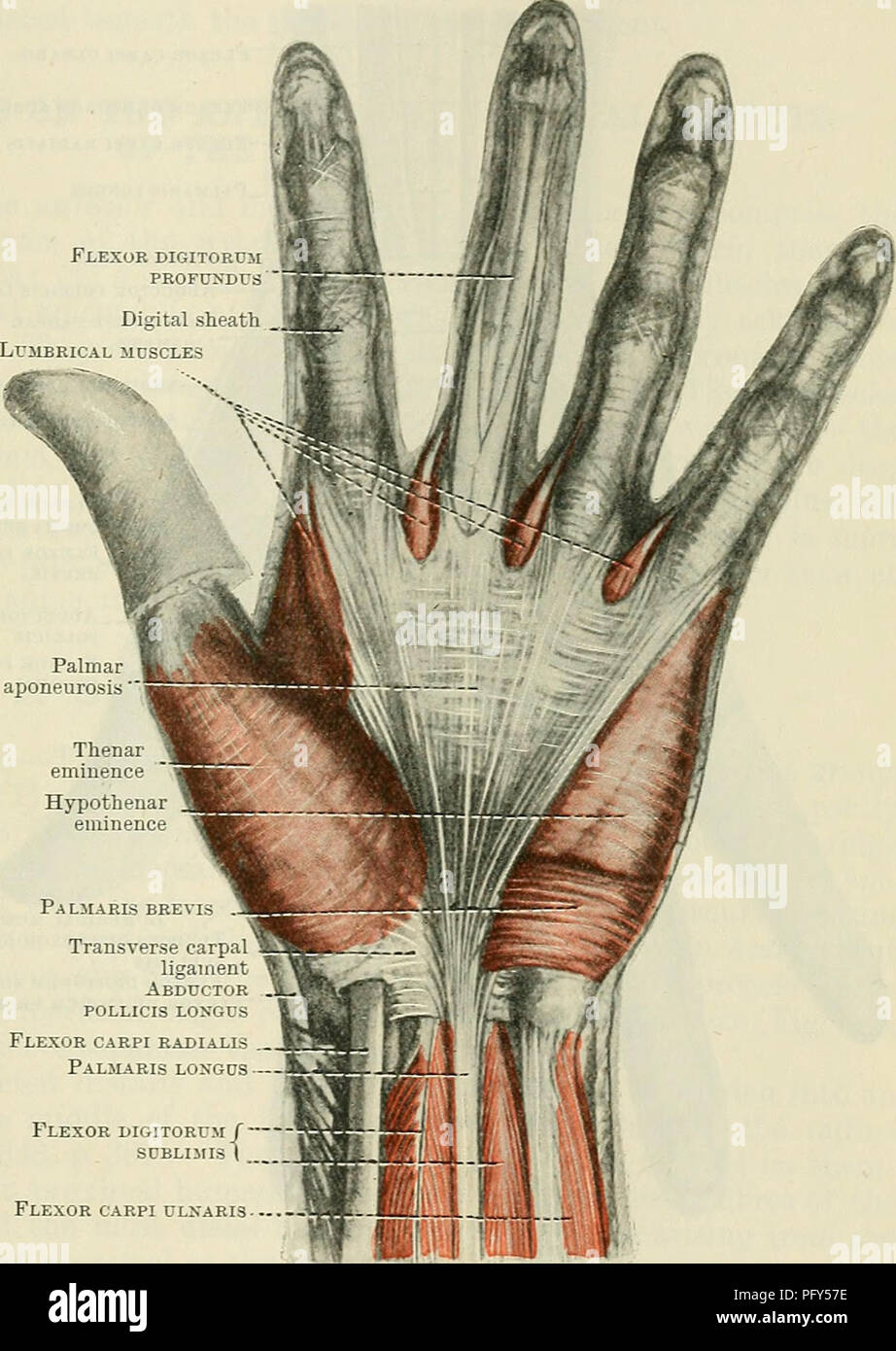 . Cunningham's Text-book of anatomy. Anatomy. FASCIA AND MUSCLES OF THE FOKEAEM AKD HAND. 383 hand. It is attached laterally to the navicular and large multangular; medially to the pisiform and os hamatum; and it forms a membranous arch binding down in the hollow of the carpus the flexor tendons of the fingers, and the median nerve. It is divided into two compartments, the larger accommodating the tendons of the flexors of the digits and the median nerve, the smaller (placed laterally) containing the tendon of the flexor carpi radialis. There are three synovial membranes in these compartments: Stock Photo