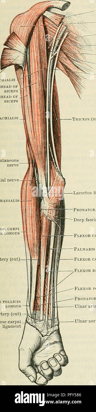 . Cunningham's Text-book of anatomy. Anatomy. MUSCLES OF THE AKM. 379 The commonest variety is one in which the more superficial (distal) part of the muscle extends more distally than usual, so as to be inserted into the medial intermuscular septum, or even into the medial epicondyle of the humerus. A third slip (coracobrachial^ superior or brevis, Insertion op PECTOR- alis major coracobrachial^ -^ Short head of BICEPS Long head of biceps Musculo-cutaneous nerve Radial nerve Brachioradialis Extensor carpi radialis longds Radial artery (cut) Abductor pollicis longus Radial artery (cut) Transver Stock Photo