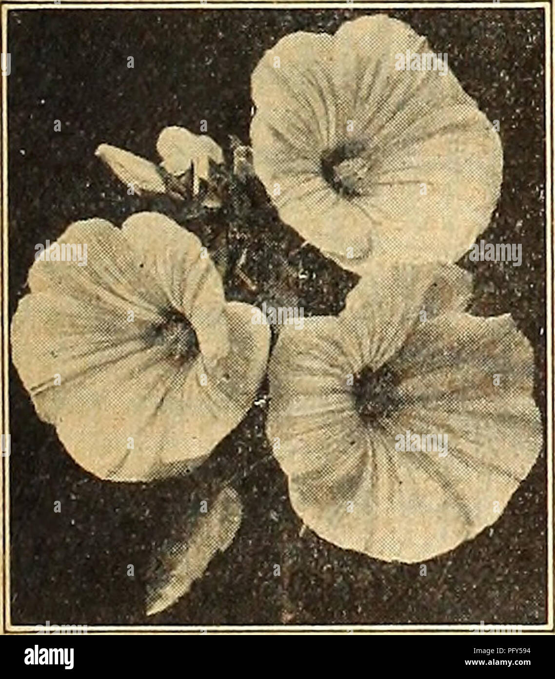 . Currie's farm and garden annual : spring 1920 45th year. Flowers Seeds Catalogs; Bulbs (Plants) Seeds Catalogs; Vegetables Seeds Catalogs; Nurseries (Horticulture) Catalogs; Plants, Ornamental Catalogs; Gardening Equipment and supplies Catalogs. Marigold, Legion of Honor. African Slarigold. LAVATERA—Mallow. Arborea Variegata (Tree Mallovr)—Red flowers. Strikingly handsome, large, mottled foliage. 4 feet. H. B. Splendens Mixed (Annual MalloTv)—Flowers large, brilliant, rosy pink and pure glossy white, very fine for cutting. 3 feet. H. A 10 10 LUNARIA BIENNIS (Honesty or Silver Dollar Plant&gt Stock Photo