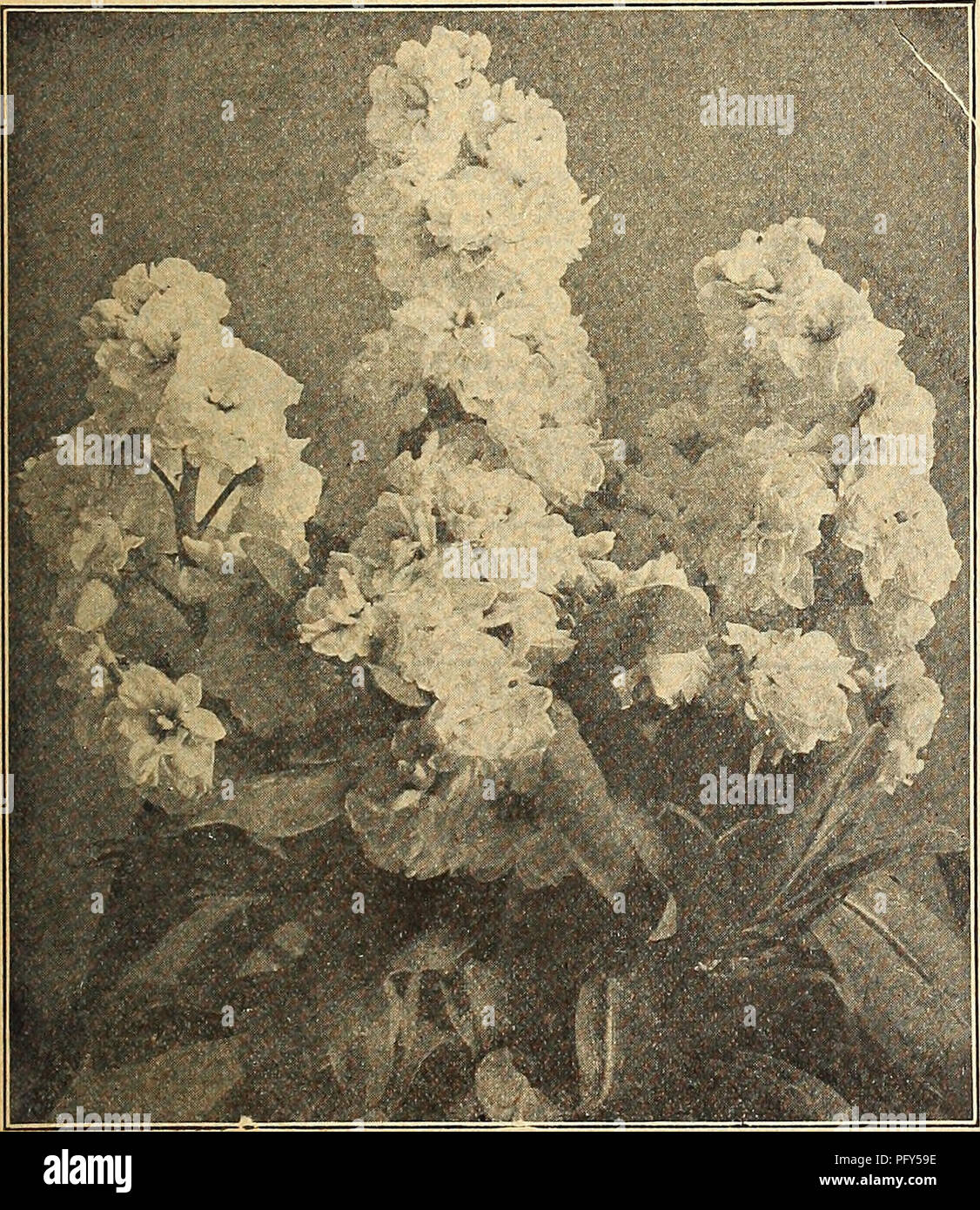 . Currie's farm and garden annual : spring 1918 43rd year. Flowers Seeds Catalogs; Bulbs (Plants) Seeds Catalogs; Vegetables Seeds Catalogs; Nurseries (Horticulture) Catalogs; Plants, Ornamental Catalogs; Gardening Equipment and supplies Catalogs. Salv. Stocks—Beauty of Nice. STOCK OR GILLIFLOWERS. Sown in heat in the early spring and afterwards in the open ground as soon as nice weather has set in, a continuation of bloom can be had all season. They are of delightful fragrance, and are much used as cut flowers. Our strains of stocks are all that can be desired. H. H. A. LARGE FLOWERING DWARF  Stock Photo