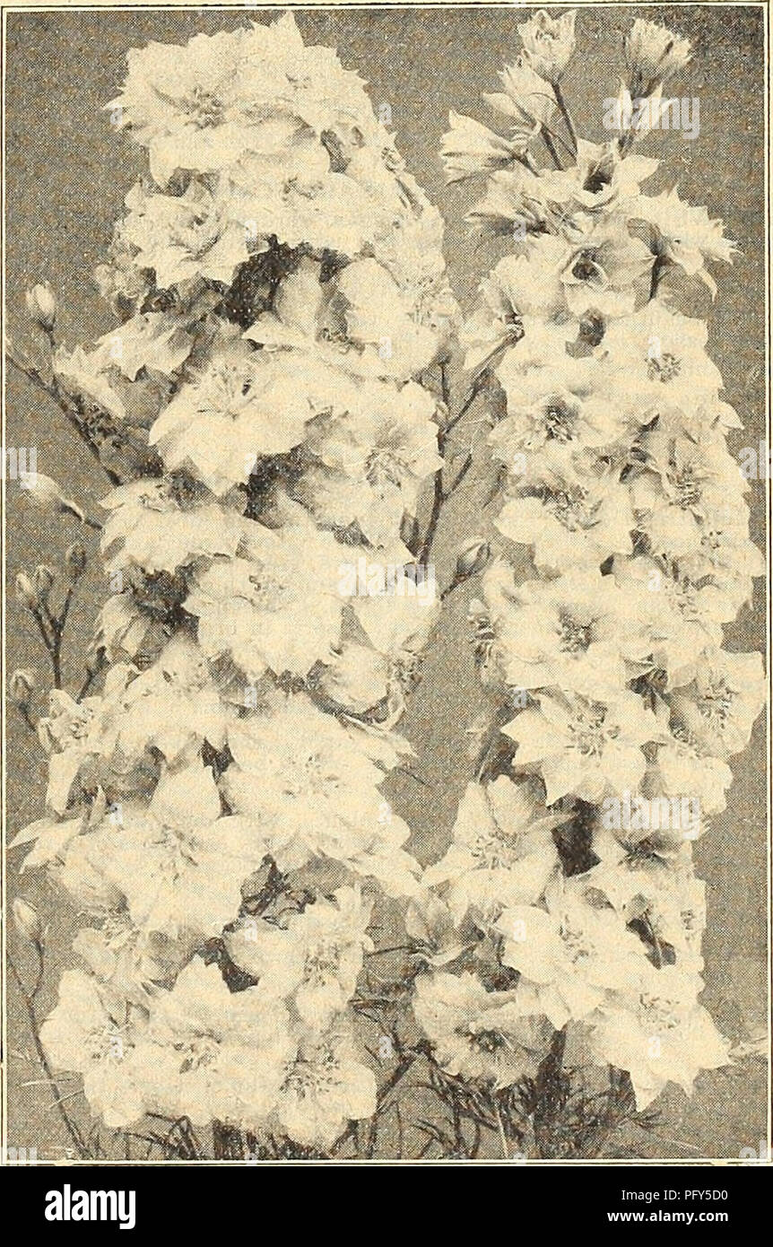 Currie S Farm And Garden Annual Spring 1918 43rd Year Flowers Seeds Catalogs Bulbs Plants Seeds Catalogs Vegetables Seeds Catalogs Nurseries Horticulture Catalogs Plants Ornamental Catalogs Gardening Equipment And Supplies Catalogs