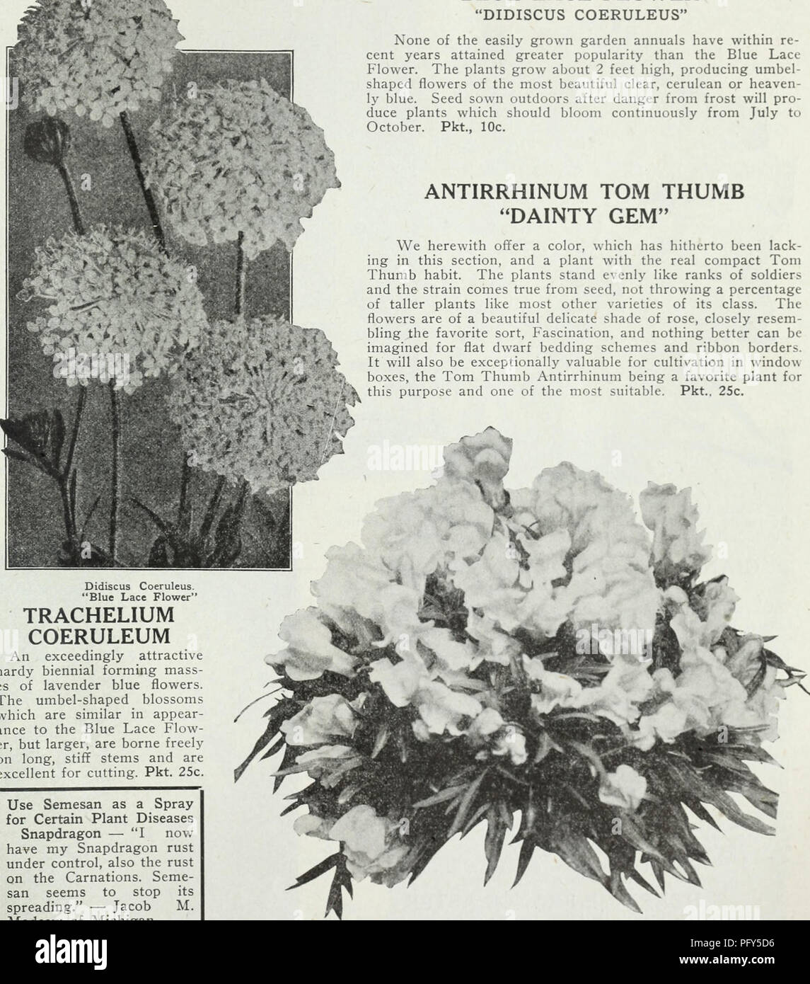 . Currie's farm and garden annual : spring 1930. Flowers Seeds Catalogs; Bulbs (Plants) Seeds Catalogs; Vegetables Seeds Catalogs; Nurseries (Horticulture) Catalogs; Plants, Ornamental Catalogs; Gardening Equipment and supplies Catalogs. Didiscus Coeruleus. &quot;Blue Lace Flower&quot; TRACHELIUM COERULEUM An exceedingly attractive hardy biennial forming mass- es of lavender blue flowers. The umbel-shaped blossoms which are similar in appear- ance to the Blue Lace Flow- er, but larger, are borne freely on long, stiff stems and are excellent for cutting. Pkt. 25c. Use Semesan as a Spray for Cer Stock Photo