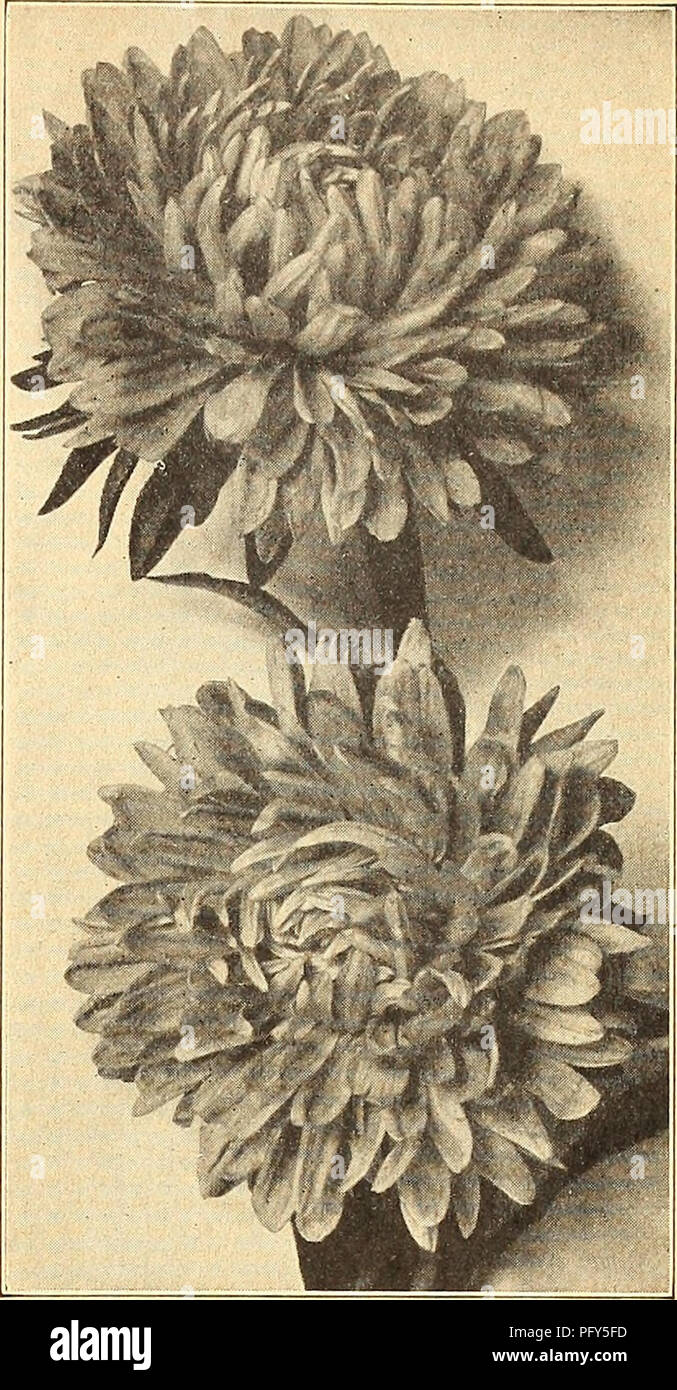 . Currie's farm and garden annual : spring 1920 45th year. Flowers Seeds Catalogs; Bulbs (Plants) Seeds Catalogs; Vegetables Seeds Catalogs; Nurseries (Horticulture) Catalogs; Plants, Ornamental Catalogs; Gardening Equipment and supplies Catalogs. ARCTOTIS GRANDIS. African Lilac Daisy—A remark- ably handsome annual from Africa, forming many branch- ed bushes, 2 to 3 feet high. Its flowers are large and showy, being pure white on the upper surface, the reverse of petals pale lilac-blue; a beautiful flower of the easiest culture. H. H. A ARISTOLOCHIA. Sipho (Dutchman's Pipe)—A rapid growing hard Stock Photo