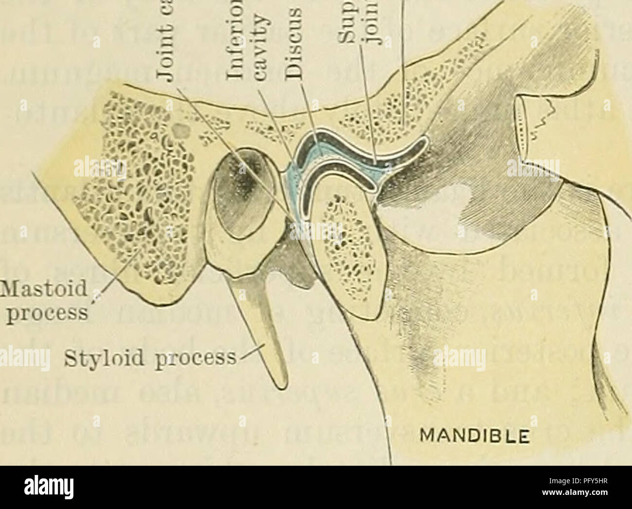 . Cunningham's Text-book of anatomy. Anatomy. 312 THE ARTICULATION'S OE JOINTS. ARTICULATIO MANDIBULARS. - &gt; o a P &quot; Tuberculum articulare. Fig. 299.—Section through the Mandibular Joint. The mandibular joint (O.T. temporomandibular) is an arthrodial diarthrosis. It occurs between the mandibular fossa of the temporal bone and the condyle of the mandible. These two articular surfaces are markedly dissimilar both in size and shape. In its general outline the articular surface of the head of the mandible is cylindrical, having its long axis directed from the medial side laterally and forw Stock Photo