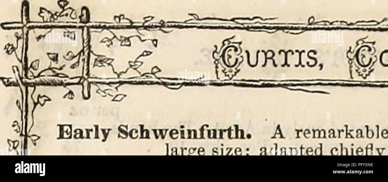 . Curtis, Cobb &amp; Washburn's amateur cultivator's guide to the flower and kitchen garden for 1878. Nursery stock Massachusetts Catalogs; Flowers Seeds Catalogs; Kitchen gardens Catalogs. &amp; i£!ASHBUKN'S i Per oz. Early Schweinfnrth. A remarkable and valuable variety, both for earliness and large size; adapted chiefly for summer and autiimn use. Ter plct., 10 Early V«rk. As an early market sort, one of the most pf^puhir. The head is of rather less than medium size, roundish-ovoid, close and well-formed; ten- der and well-flavored. Per pkt., 5 Early Wakefield, ('ersey) similar in form to t Stock Photo