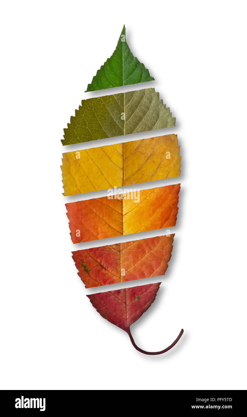 cherry tree leaf with gradations of autumn colors Stock Photo
