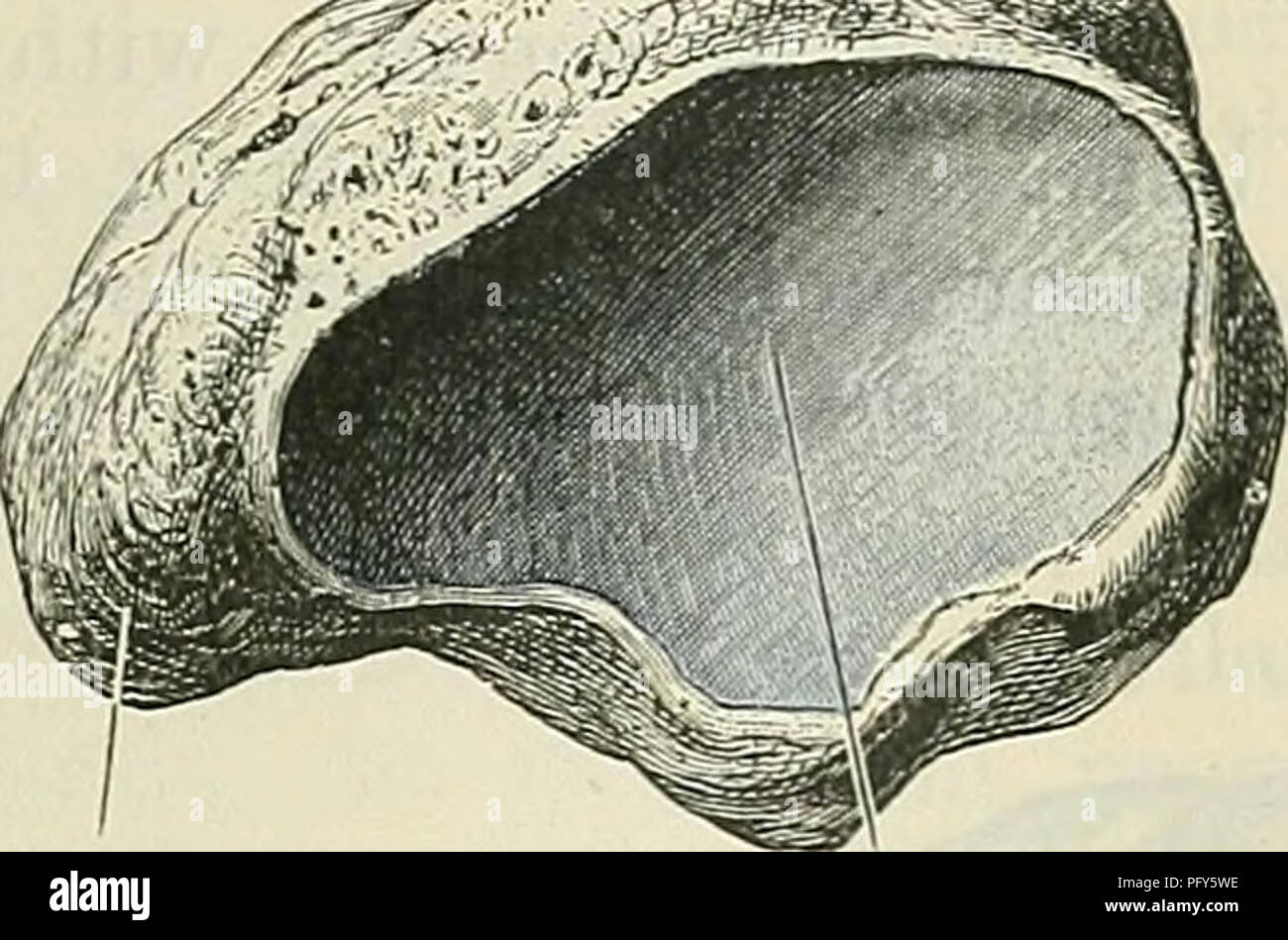 John Body Structure This text-book of anatomy, edited by Daniel John Cunningham, provides a ...