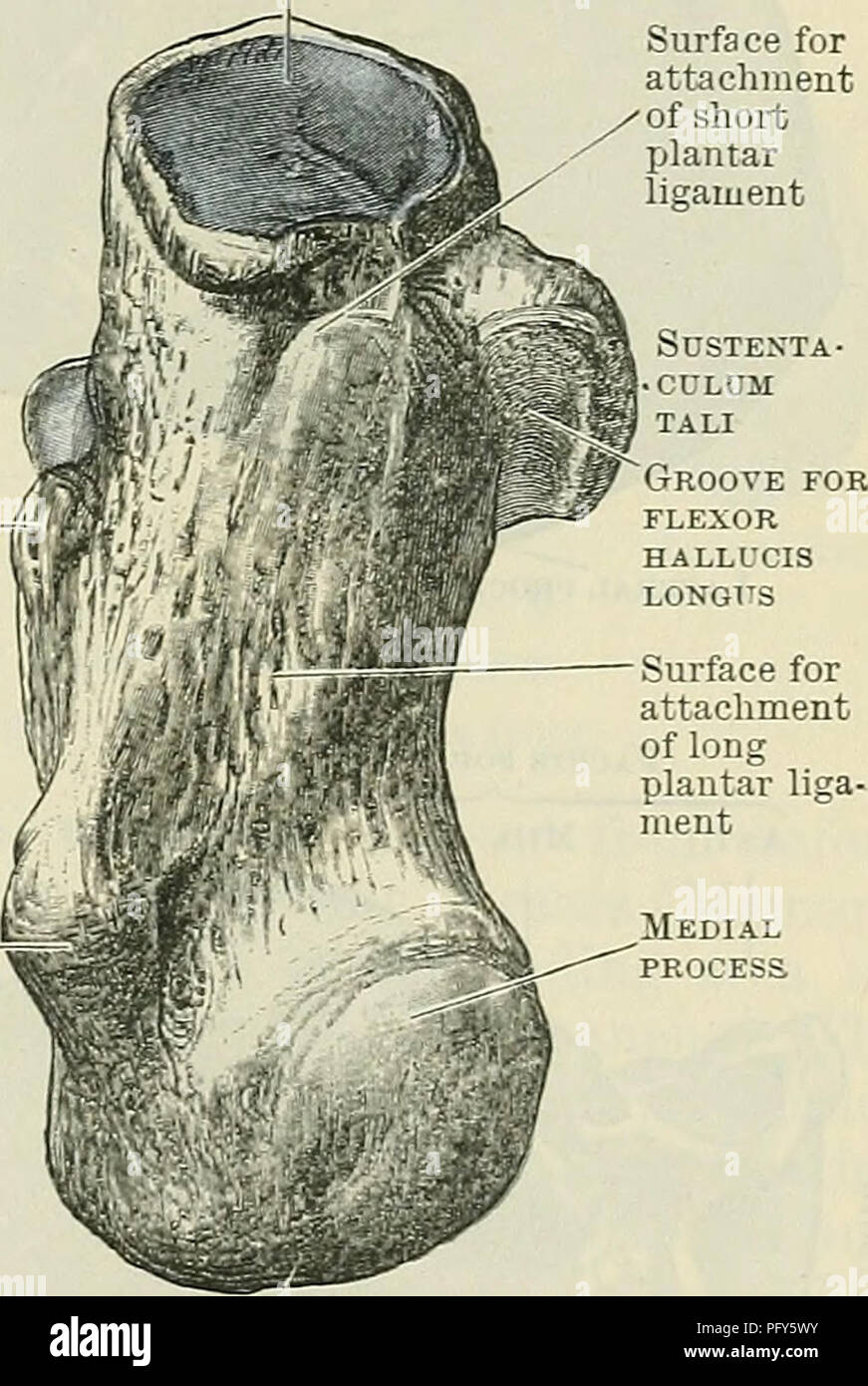 . Cunningham's Text-book of anatomy. Anatomy. Tuberosity A Fig. 259.—The Eight Calcaneus.. Tuberosity B A. Seen from above ; B. Seen from below. which a groove (sulcus calcanei) leads backwards and medially around the antero- medial border of the articular surface. When the calcaneus is placed in contact with the talus, this groove coincides with the sulcus on the plantar surface of the talus, and so forms a canal or tunnel (sinus tarsi) in which the strono- interosseous ligament which unites the two bones is lodged. To the front and medial side of this groove there is an elongated articular f Stock Photo