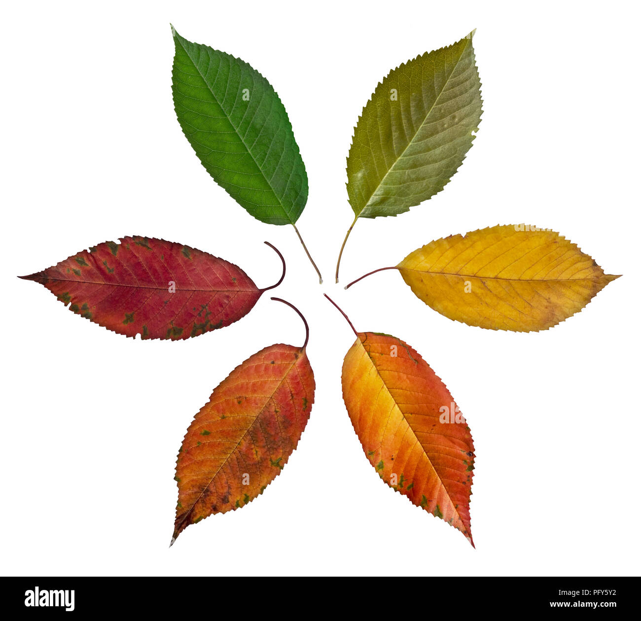 colorful autumn leaves - cycle of colors Stock Photo