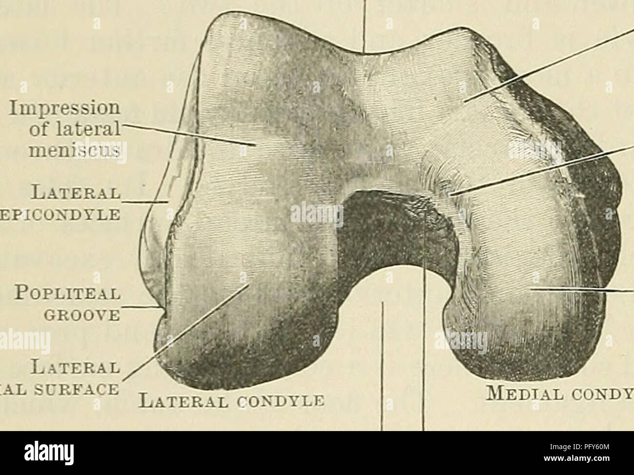 . Cunningham's Textbook of anatomy. Anatomy. 244 OSTEOLOGY. Patellar