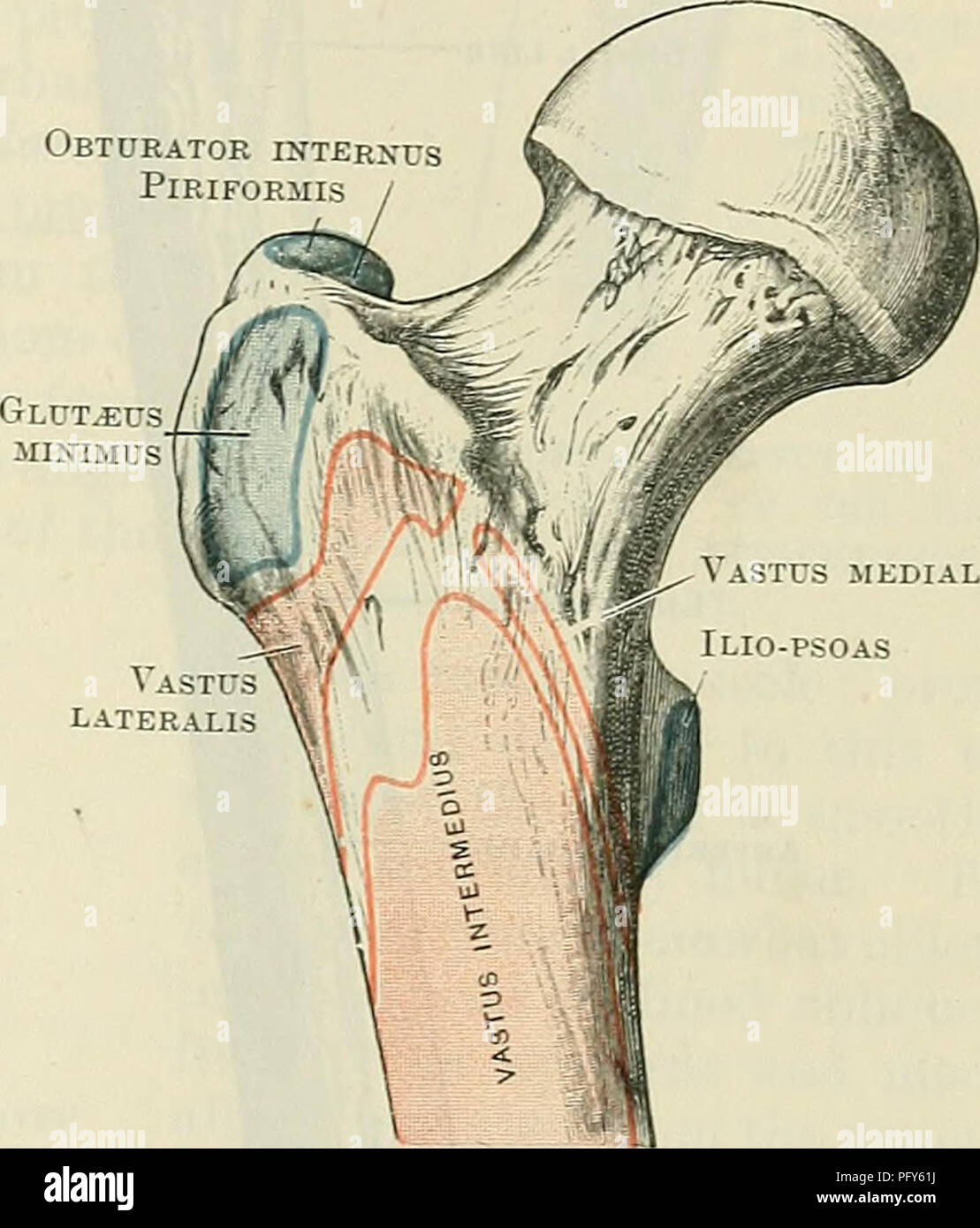Cunningham S Text Book Of Anatomy Anatomy Vastus Media Lis Ilio Psoas Lateral Epicondyle Lateral Condyle Fig 236 The Eight Femur Seen From The Front Medially And Slightly Forwards Fig 23 Anterior Aspect Of Proximal Por