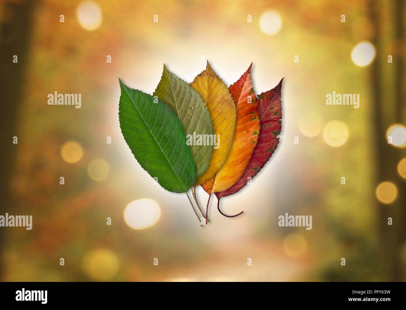 Colors of Autumn - Colored Leaves on Bokeh Background Stock Photo
