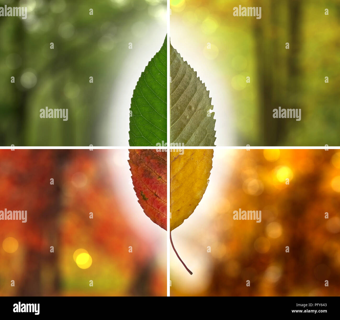 The aging of a cherry tree leaf in autumn Stock Photo