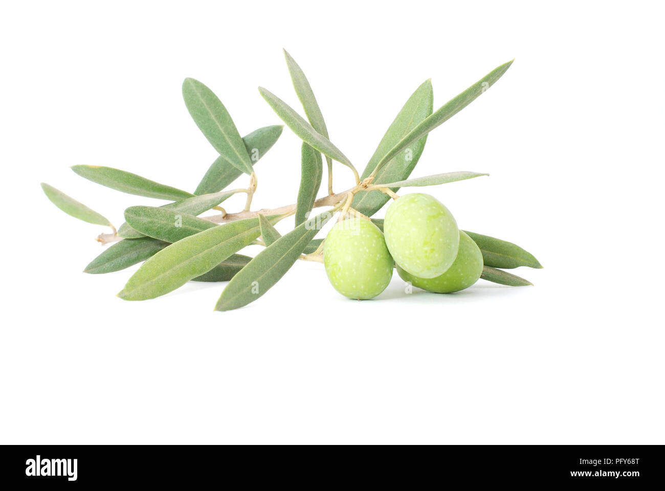 A twig of green olives with leaves isolated on a white background. Stock Photo