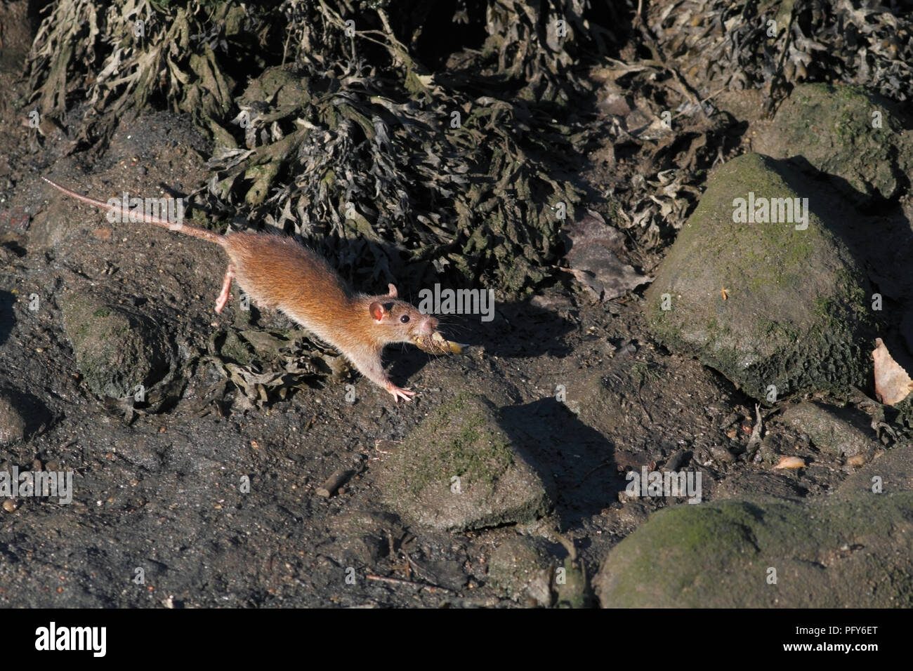 Douro River rat with a crab in the mouth. This rats are very well adjusted, ie, good swimmers, fast, camouflaged and excellent fishers, mainly of crab Stock Photo