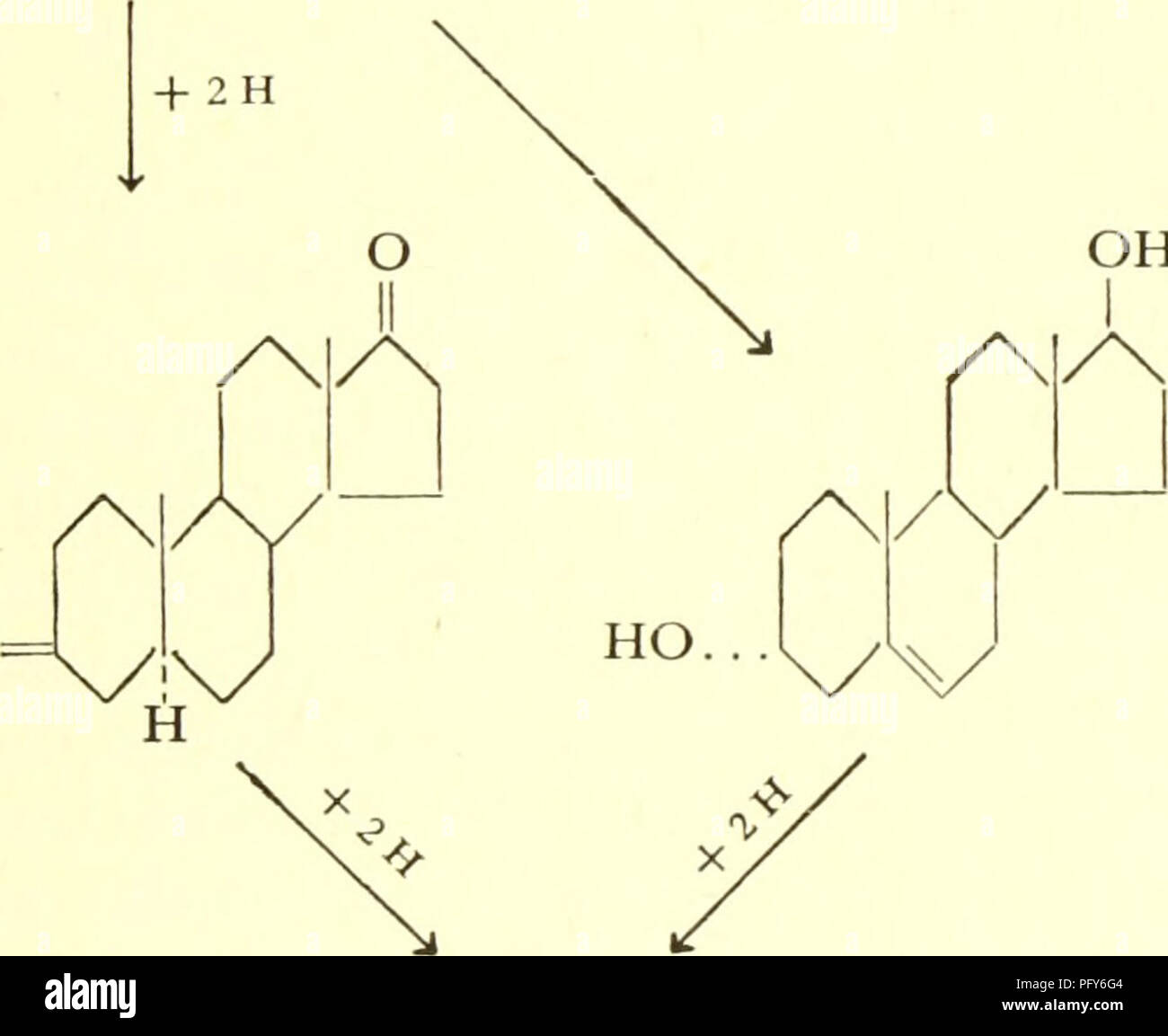 . Currents in biochemical research. Biochemistry -- Research; Biochemistry; Research. OH O-d. + 2H / HO.. OH /X o /X + 2 H / HO. H H Androsterone 313. Please note that these images are extracted from scanned page images that may have been digitally enhanced for readability - coloration and appearance of these illustrations may not perfectly resemble the original work.. Green, David Ezra, 1910-. New York, Interscience Publishers, Inc. Stock Photo