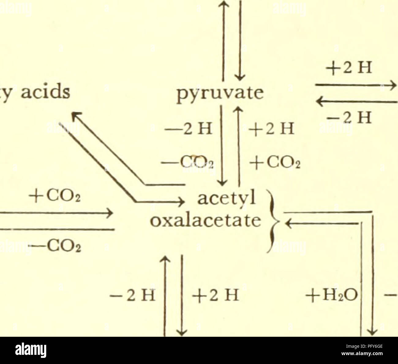 . Currents in biochemical research. Biochemistry -- Research; Biochemistry; Research. CARBON DIOXIDE formed earlier can be converted to pyruvic acid by reductive carboxyl- ation, i. e., by reversal of reaction Ilia. We would thus have a cyclic mechanism whereby carbon dioxide and hydrogen entering at various points would emerge as pyruvic acid. The di- and tricarboxylic acids would only act catalytically as carriers of carbon dioxide and hydrogen. This is a reversal of the so-called tricarboxylic acid cycle, which is considered to be an important pathway for the oxidative breakdown of carbohyd Stock Photo